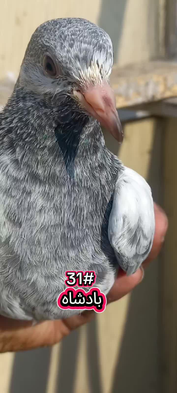 @Ranakasuripigeon