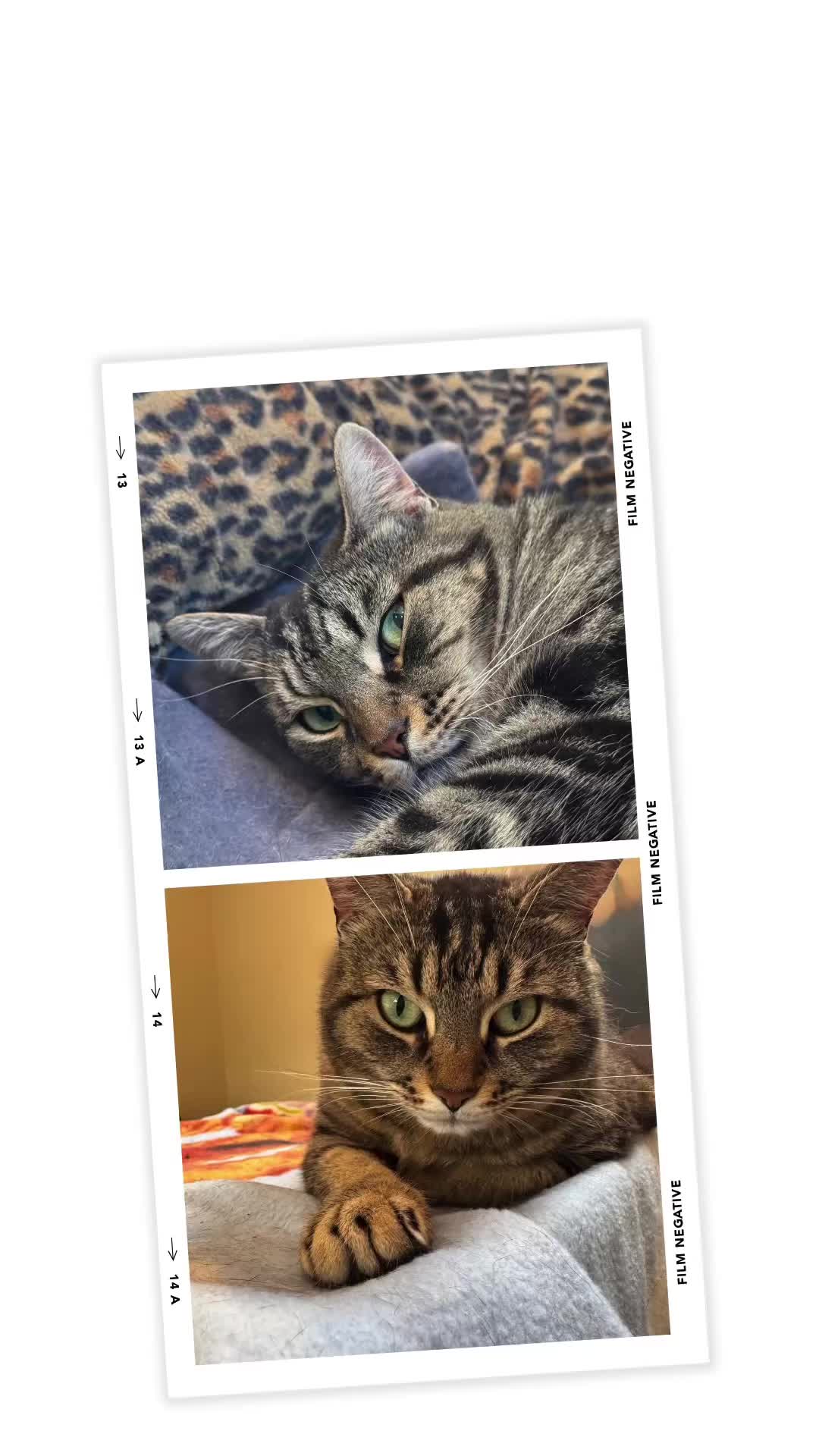@North Toronto Cat Rescue