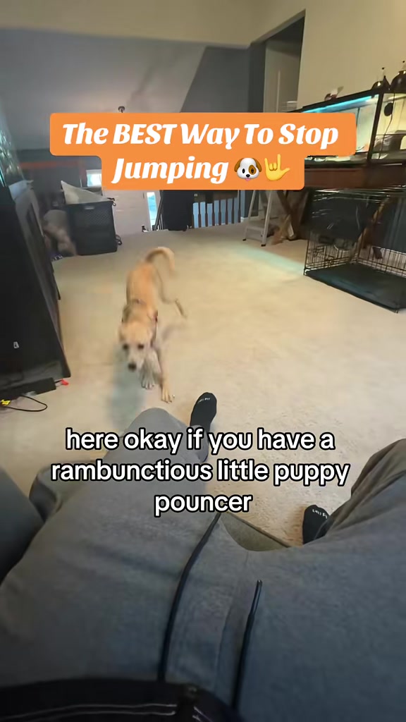 @Best Buddy Dog Trainer LLC