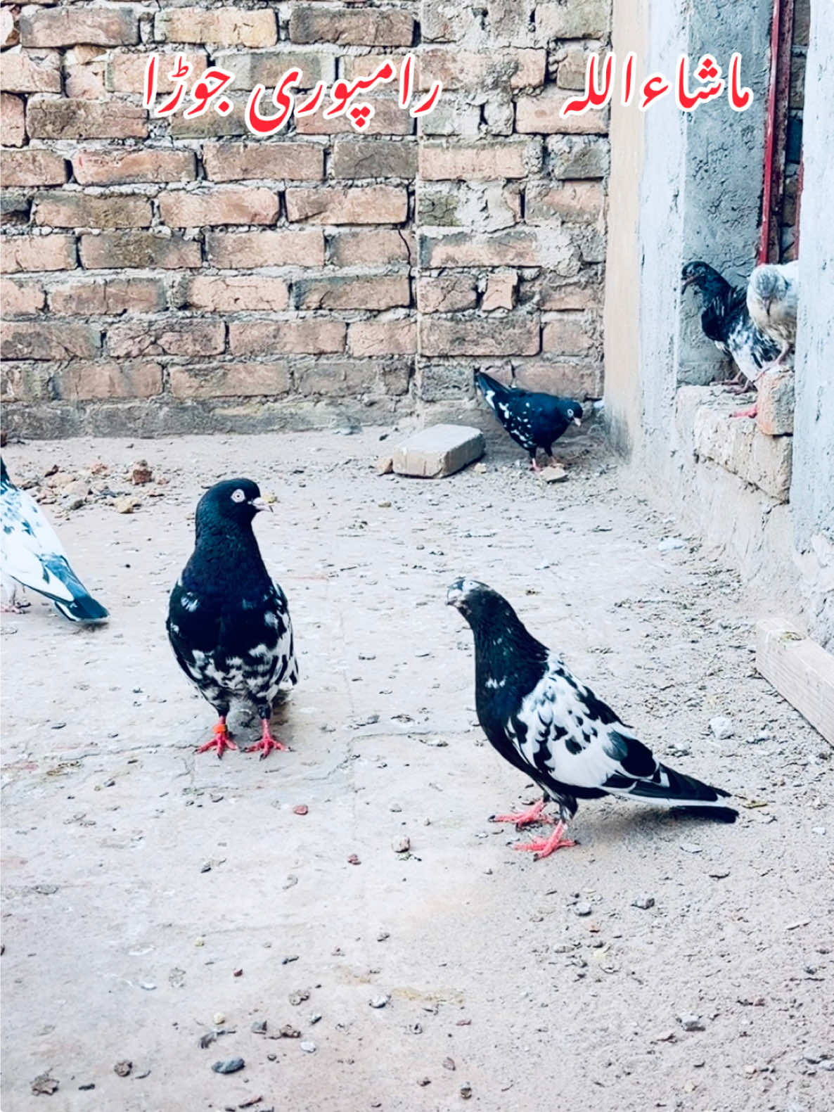 @شوق 🫀