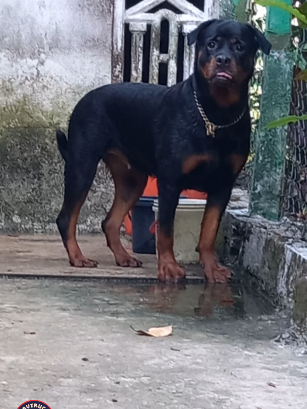 @Ranavirugama Kennel