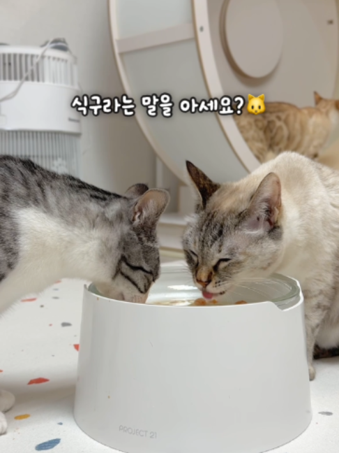 @투머치냥즈