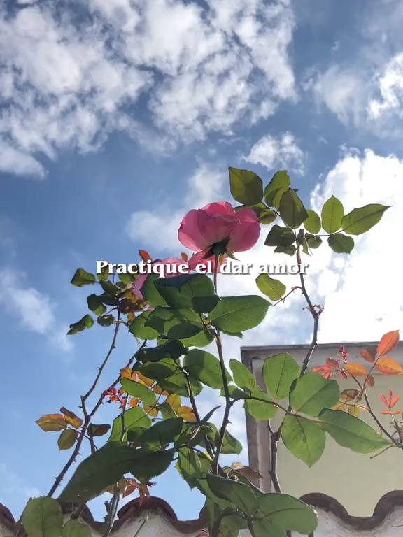 @Sentidos de la Vida