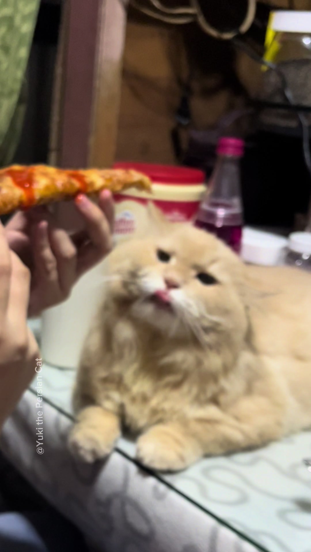 @Yuki the Persian Cat