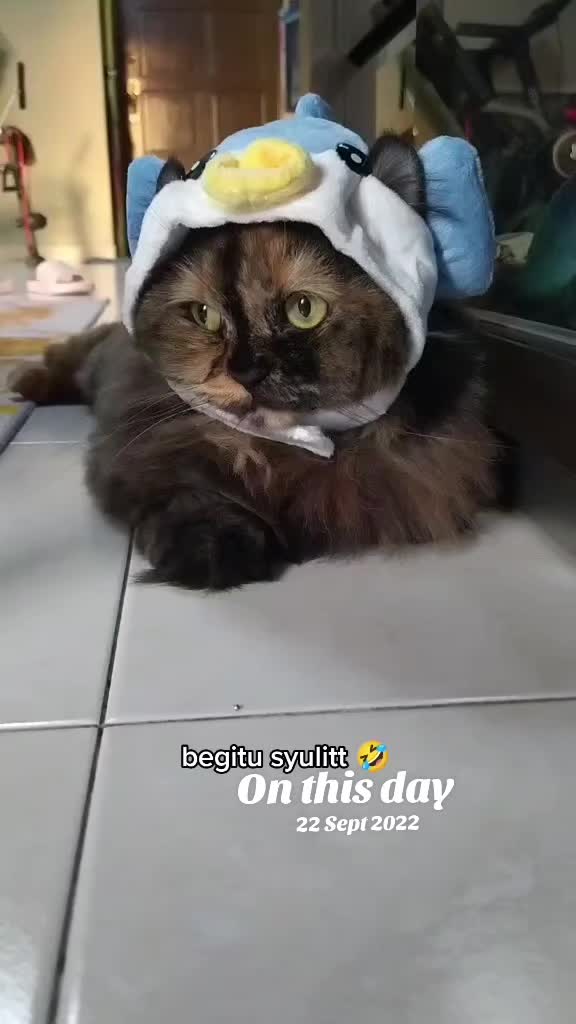 @Omma Kucing 🇲🇾🍉