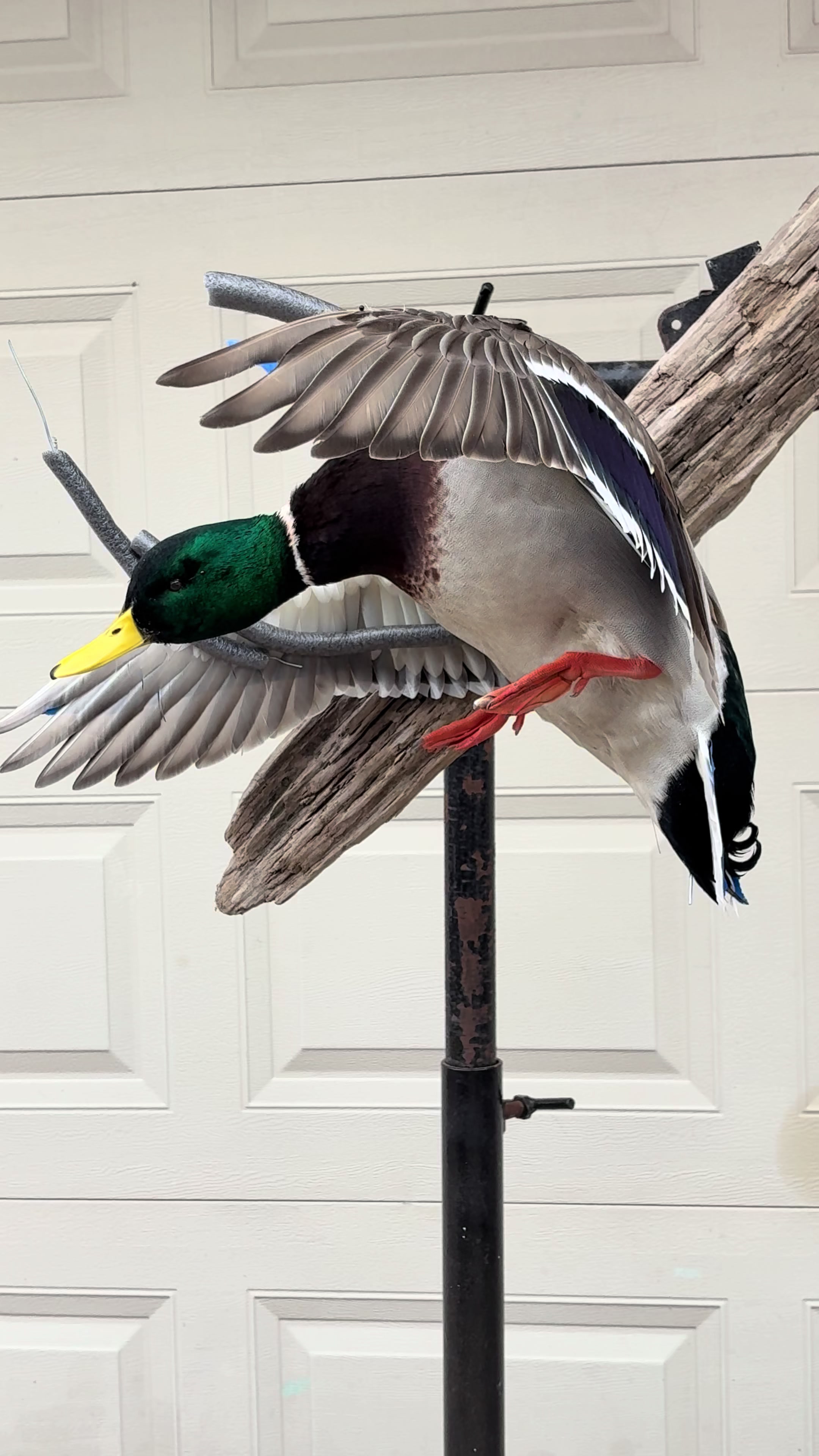 @Luke’s Wildlife Taxidermy