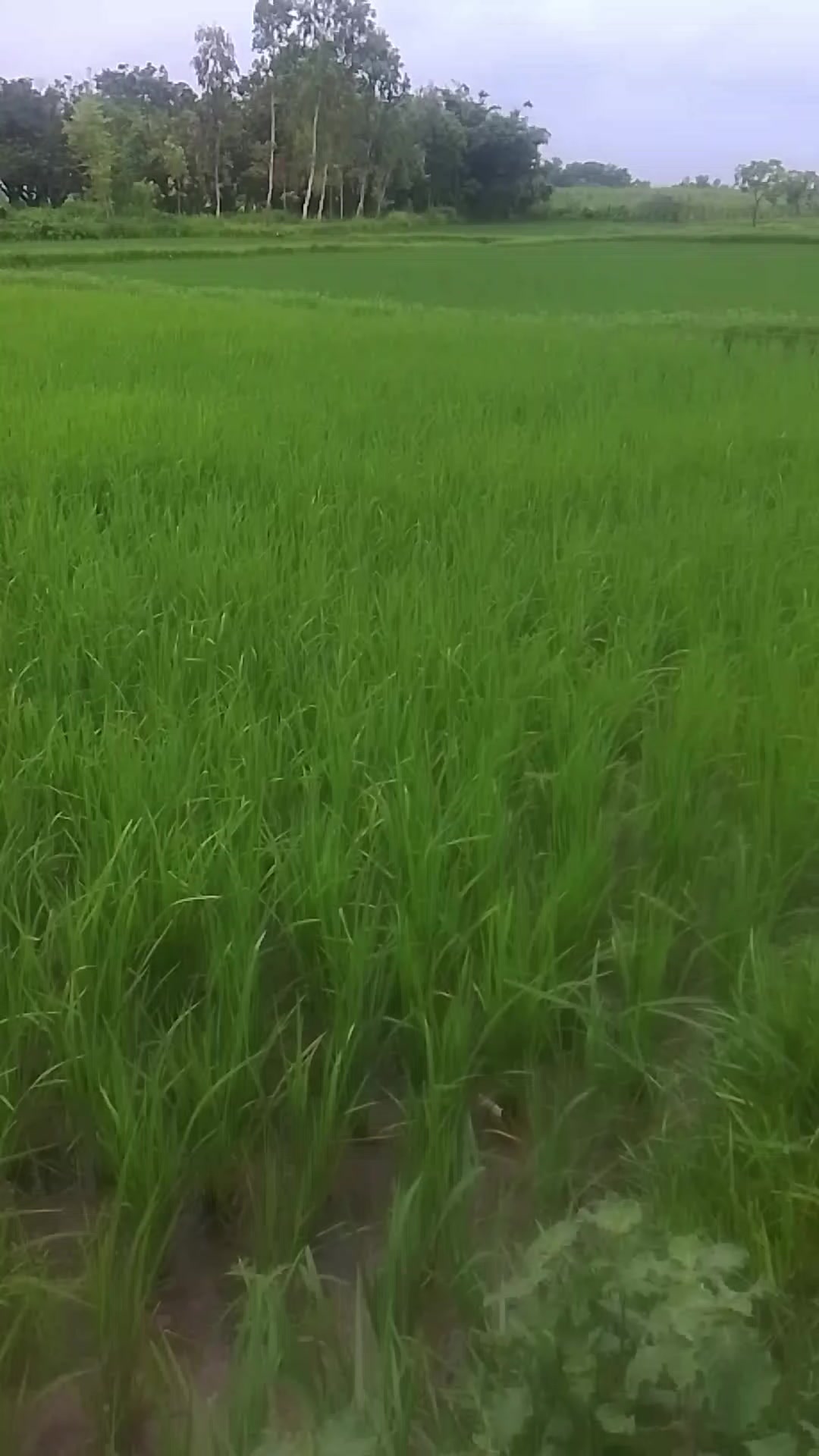 @Hari paswan