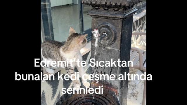 @K&Ouml;RFEZİN NABZI