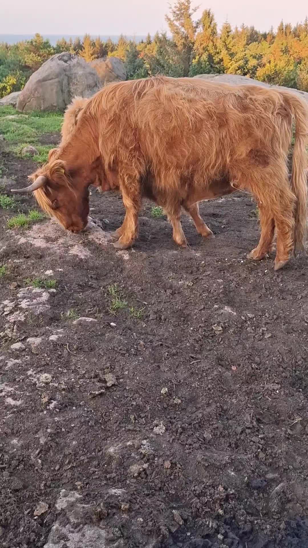 @Highland.Bull