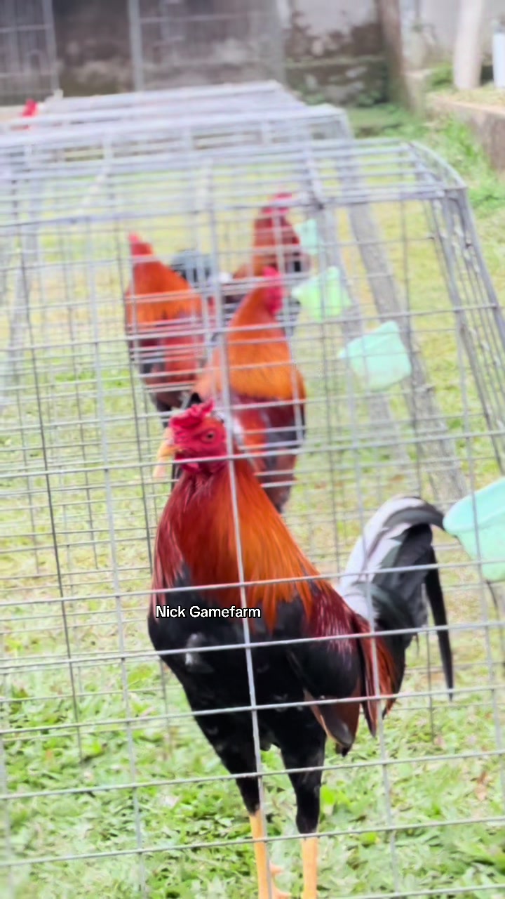 @NICK GAMEFARM