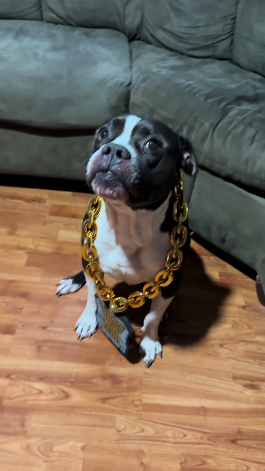 @blackshawntv
