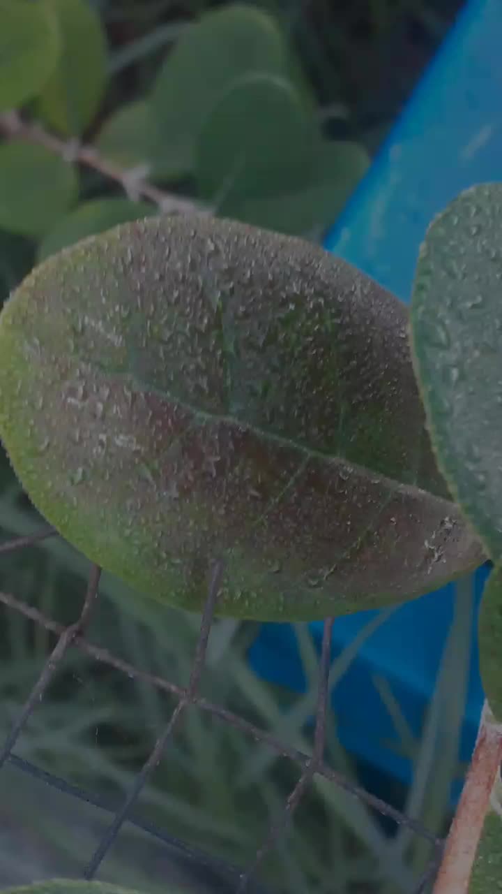 @Uthinkithot_Capcut organic