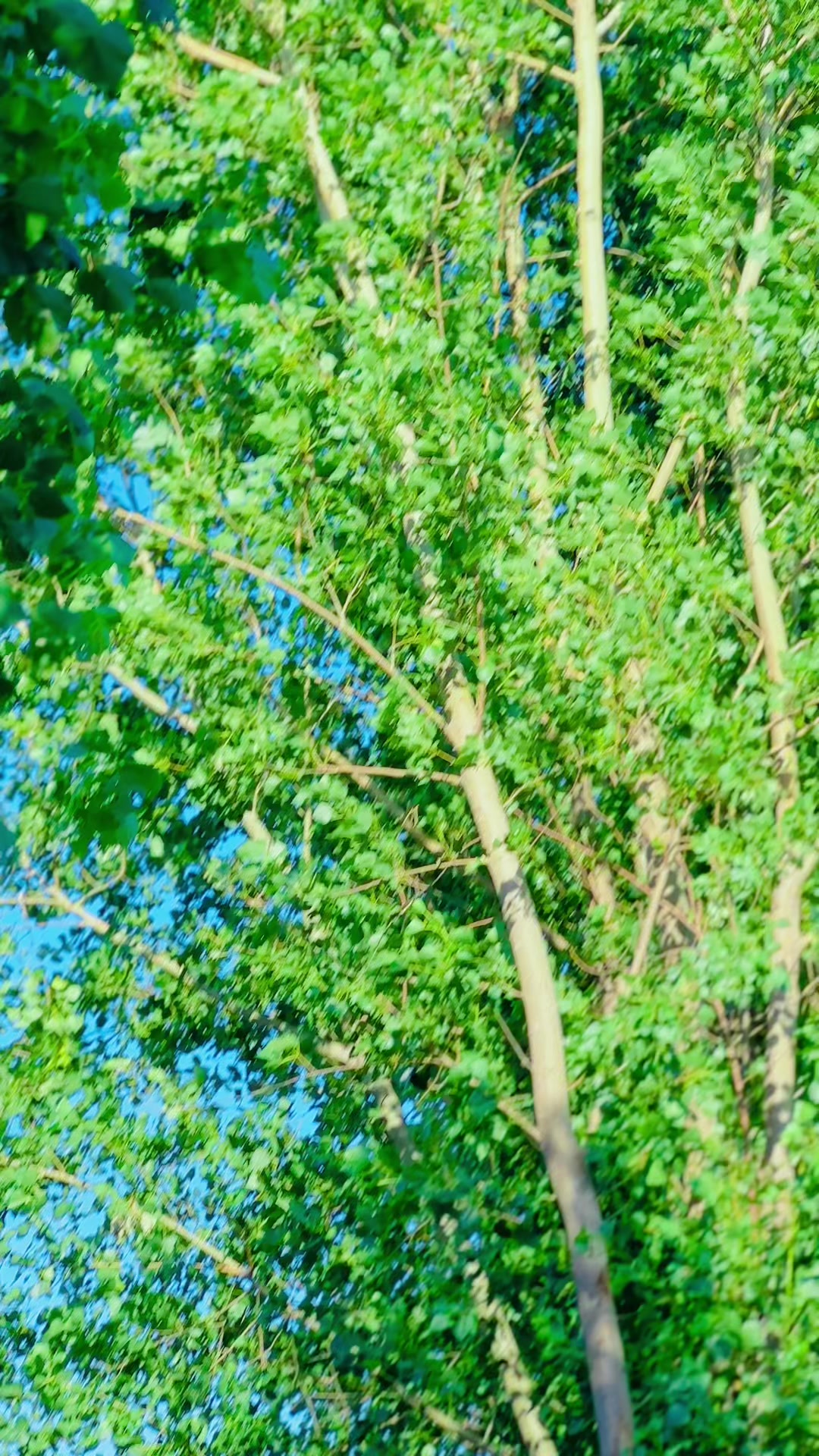 @🍂AzaNoOo🕊️