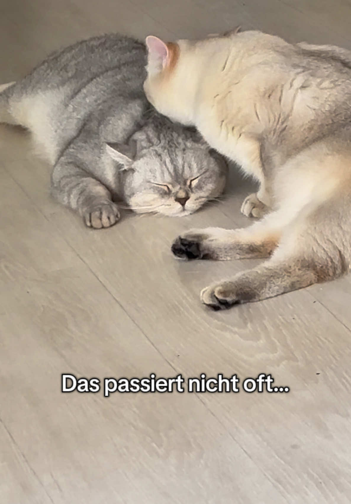 @Backet&Cosmo