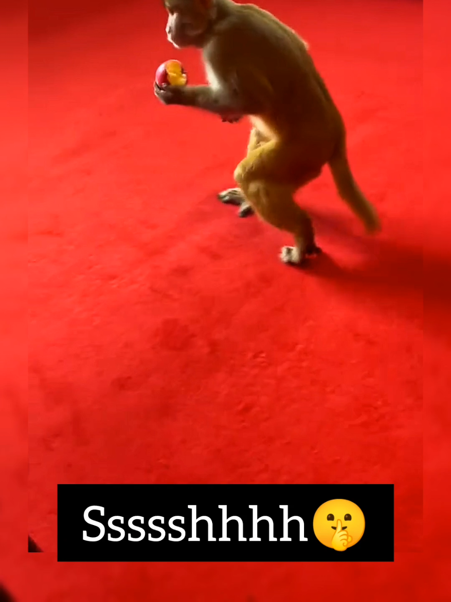 @Daily Monkey Fun