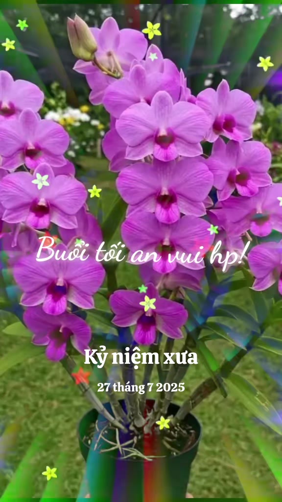 @nguyễn dung