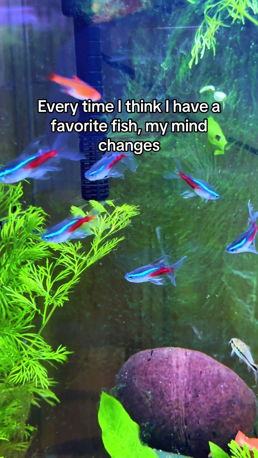 @Dads Fishroom