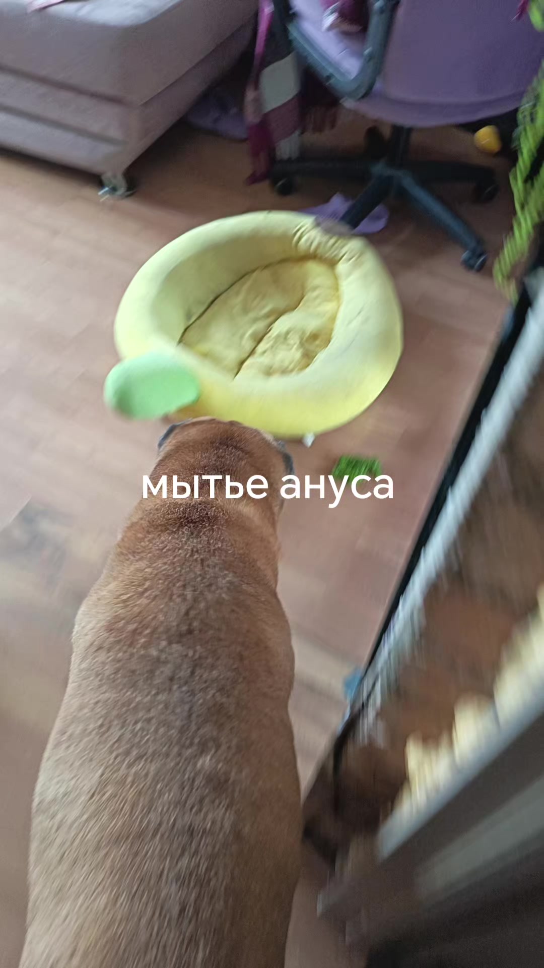 @amusleninblyadina