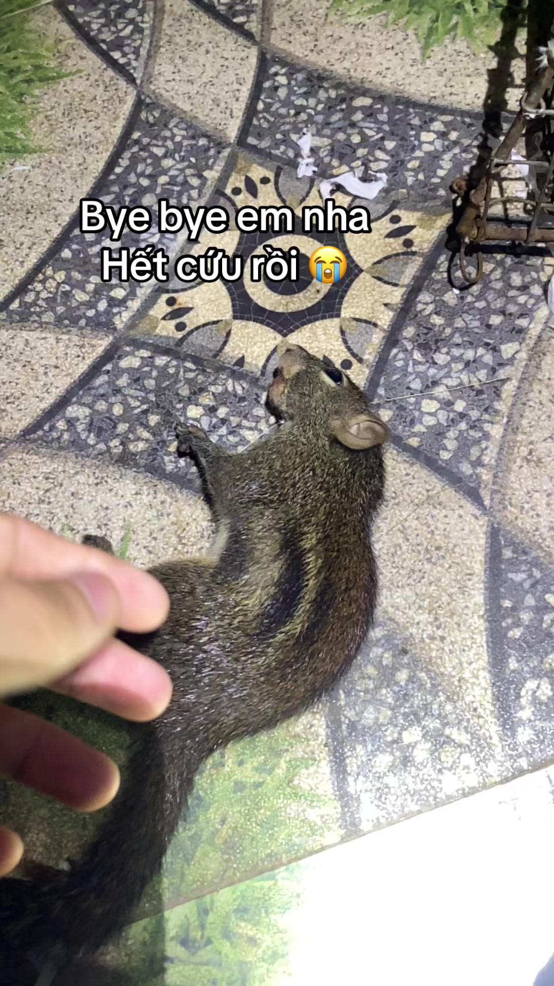 @dangvothanhgiau