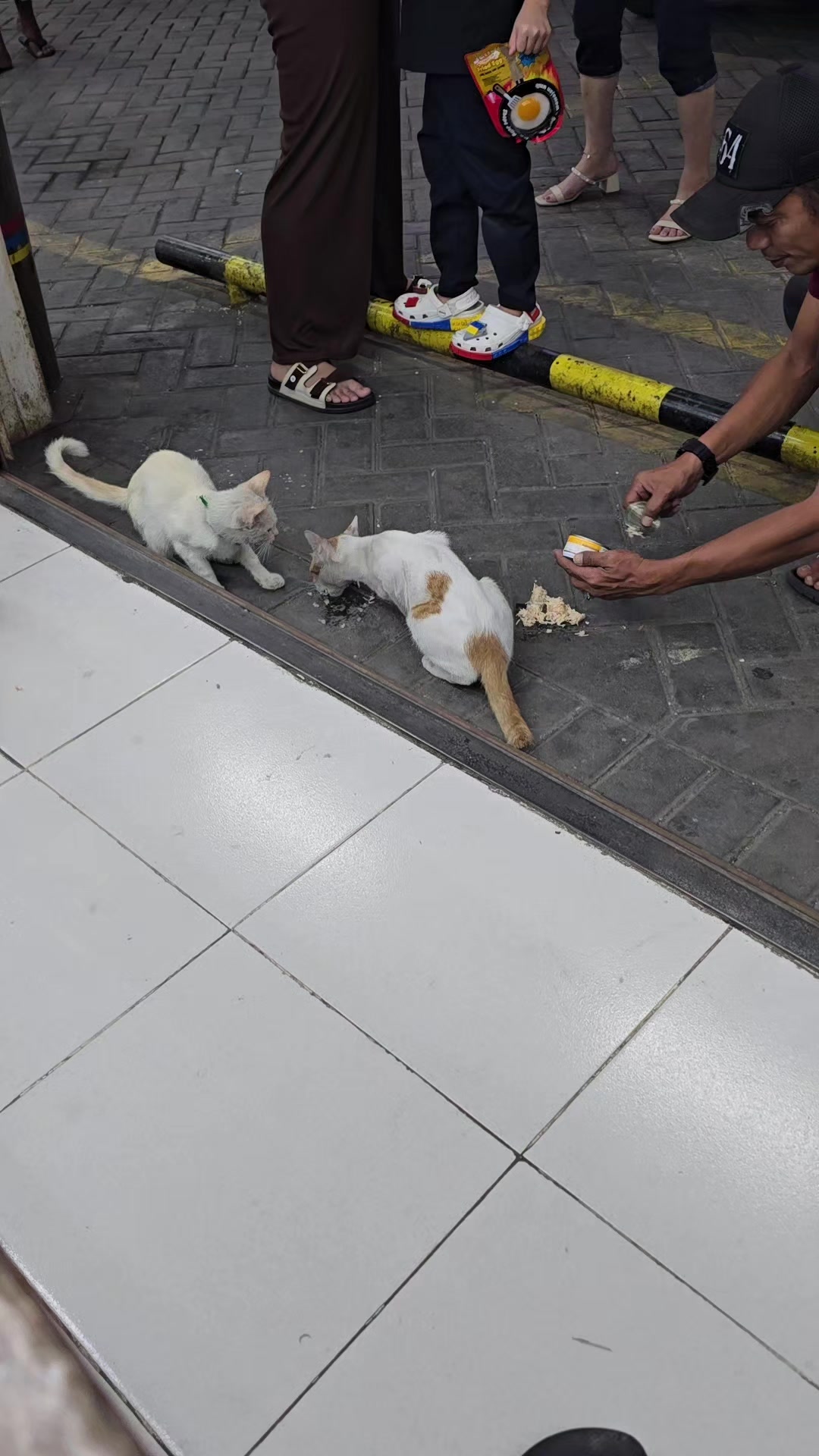 @Vdb petshop