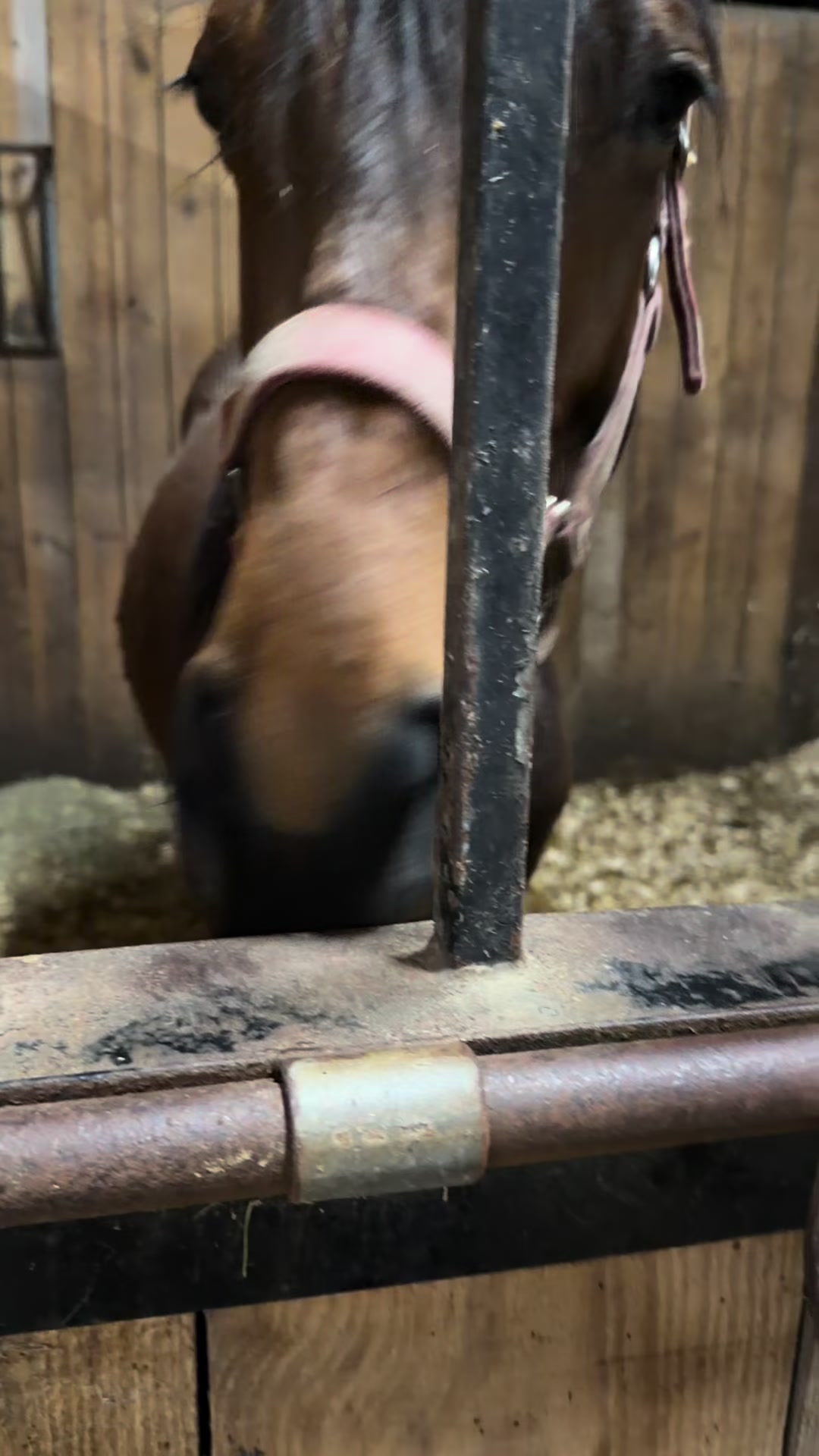 @Brit. L | Barrel Racer