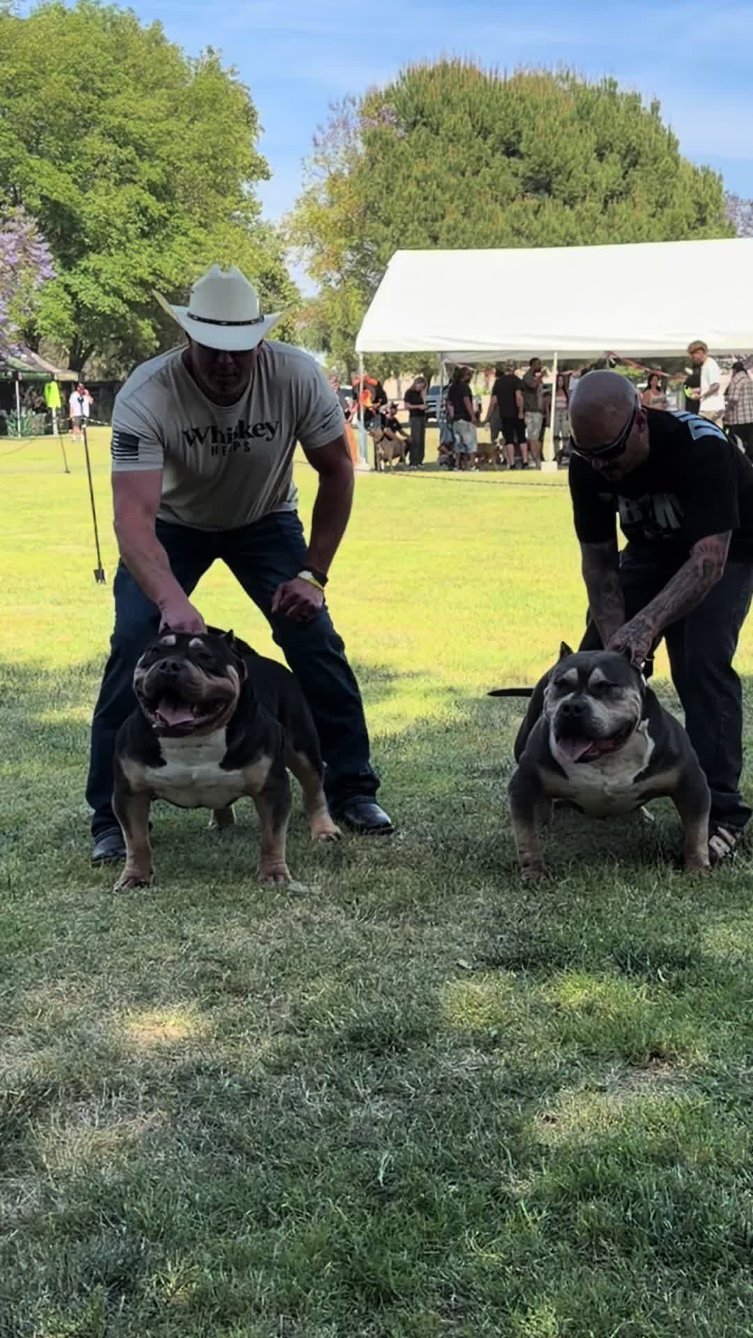 @@Dublinekennels