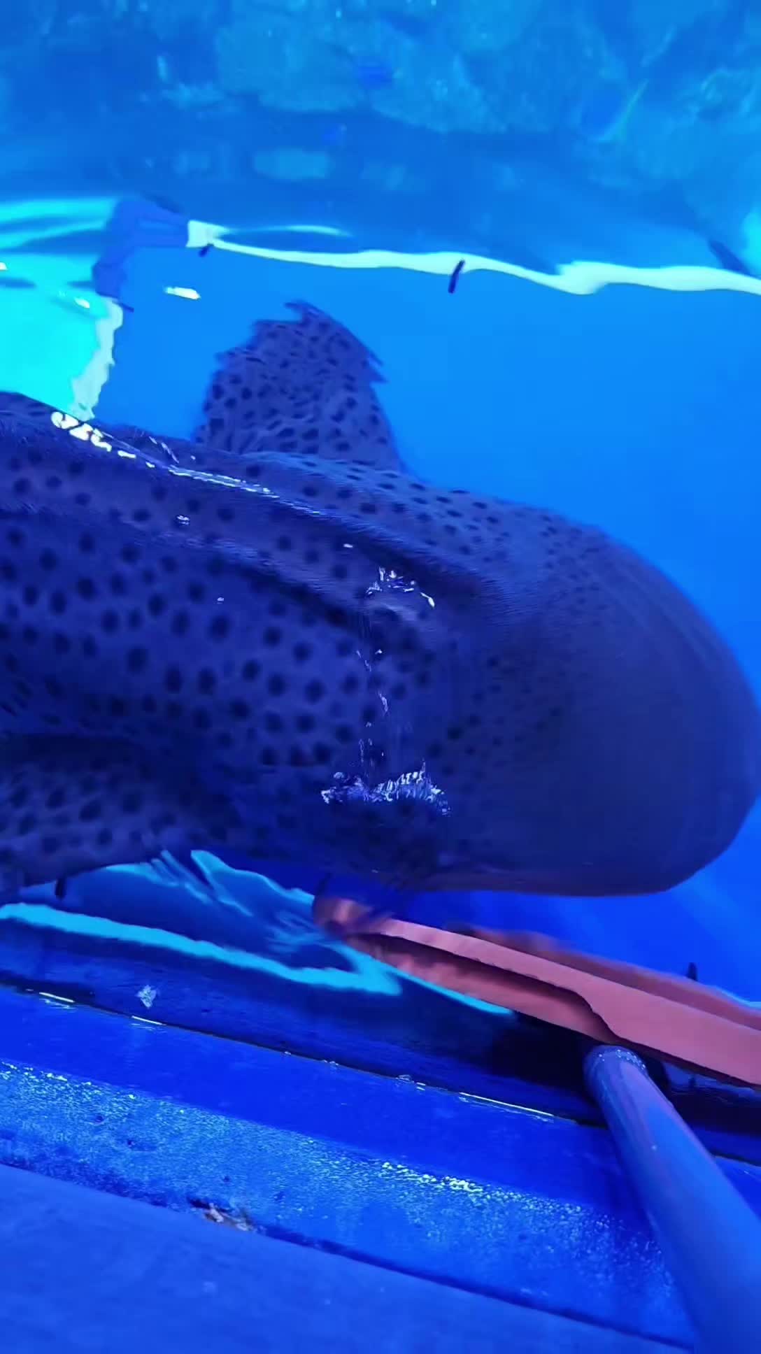 @Cuttle Aquarist