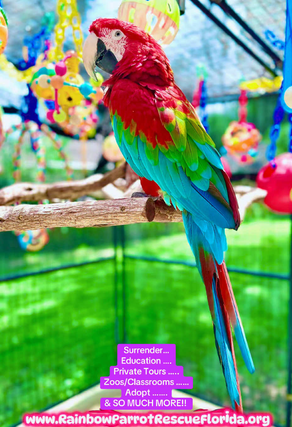 @RainbowParrotRescueFlorida
