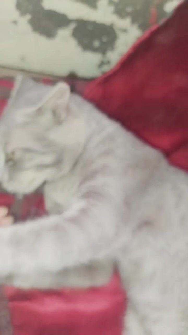 @༒𝐂𝐢𝐧𝐝𝐞𝐫𝐞𝐥𝐥𝐚༒