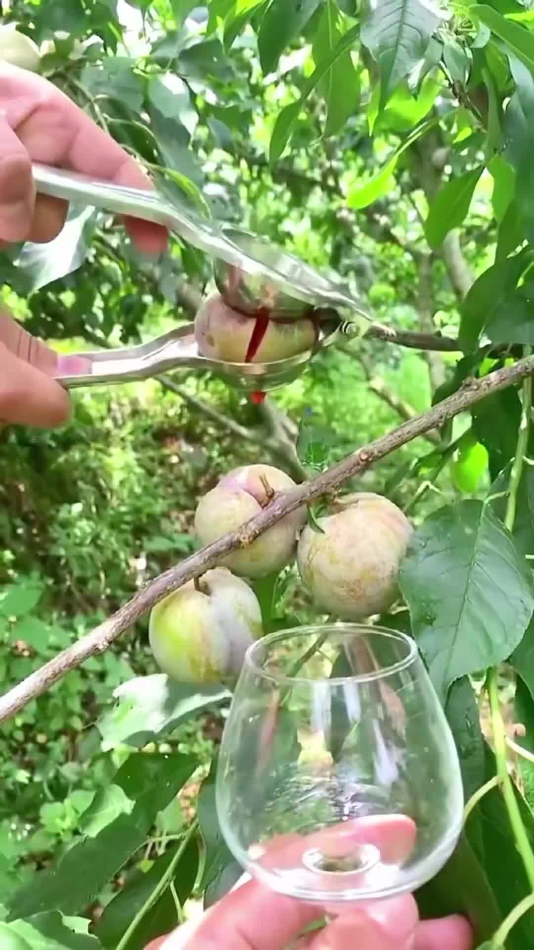 @Fruits🍑 Video