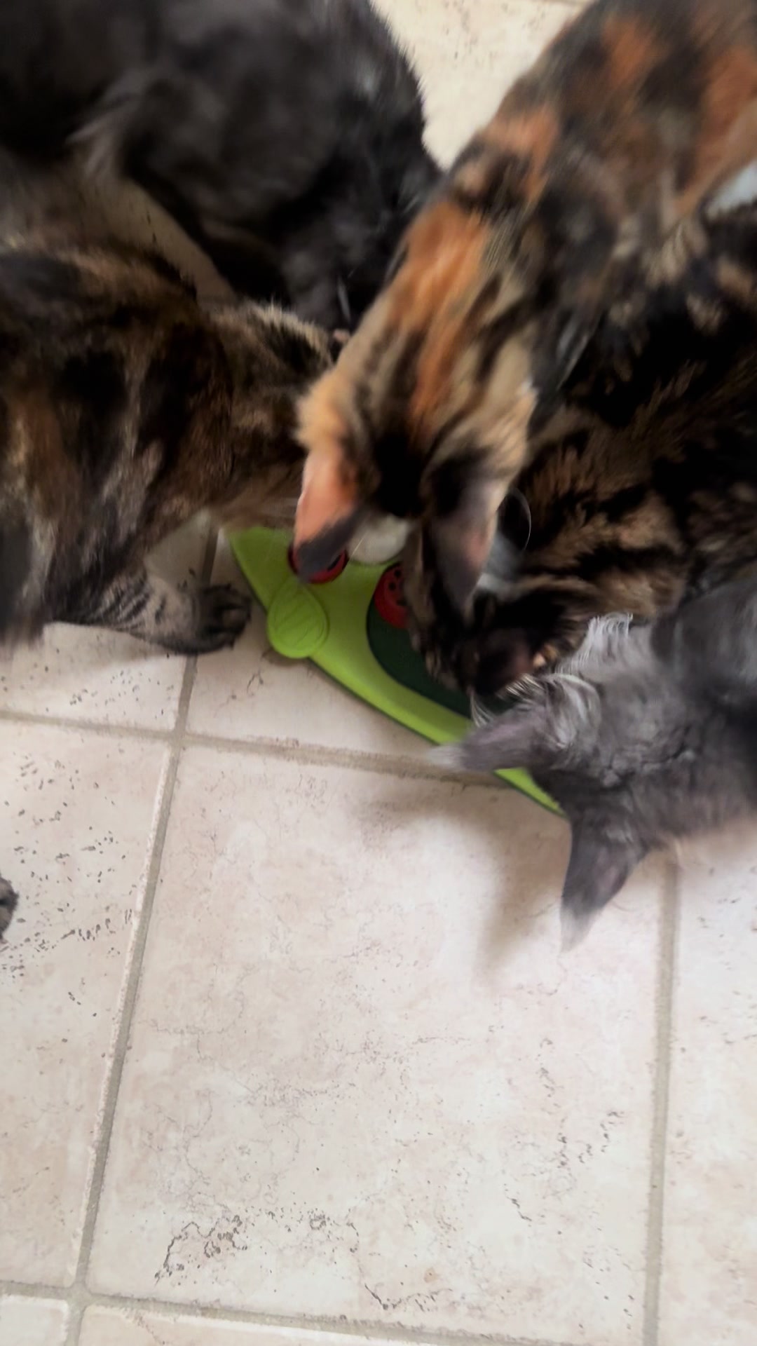 @StarKingdomMaineCoons