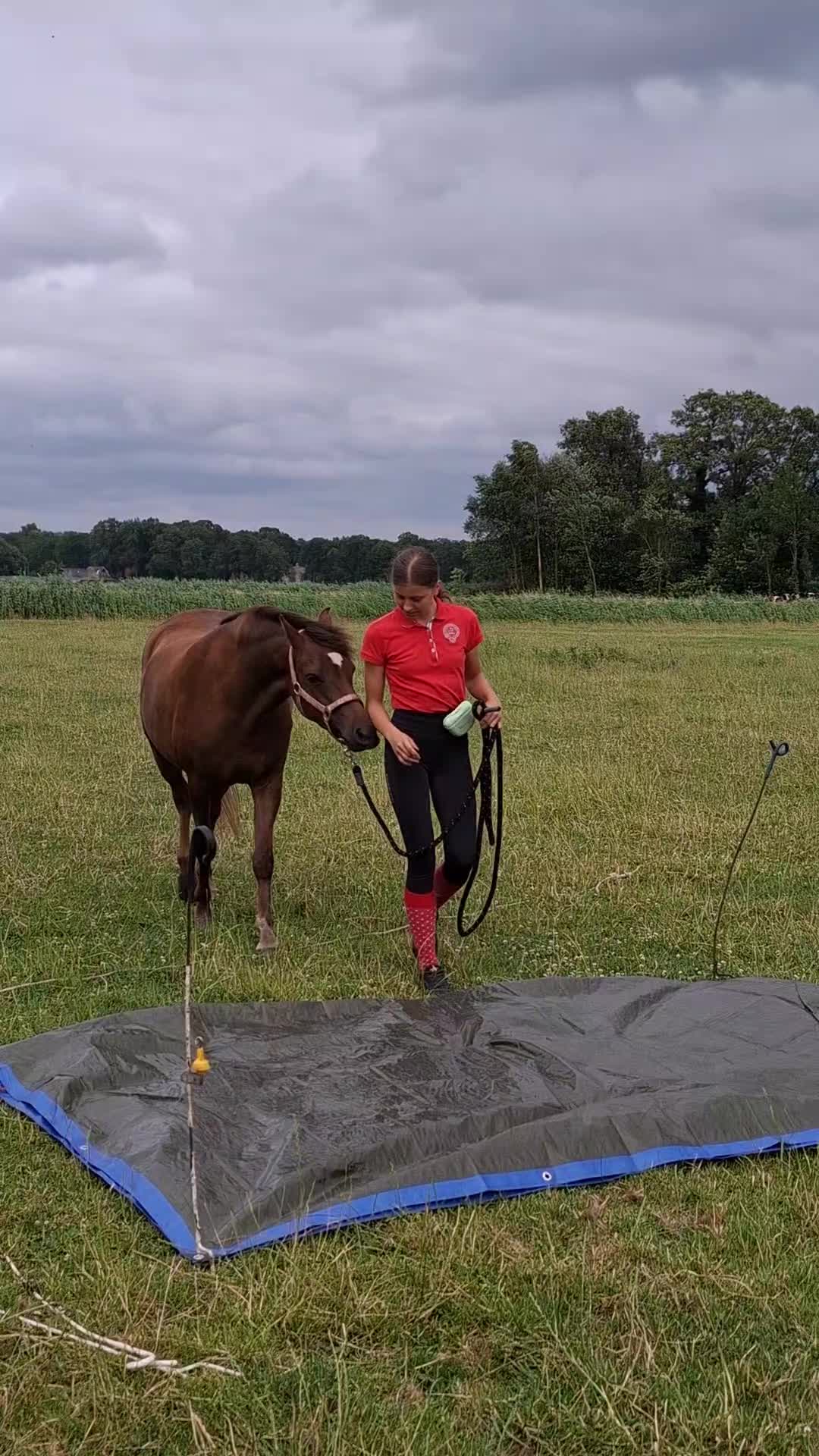 @horses.by.Britt:)