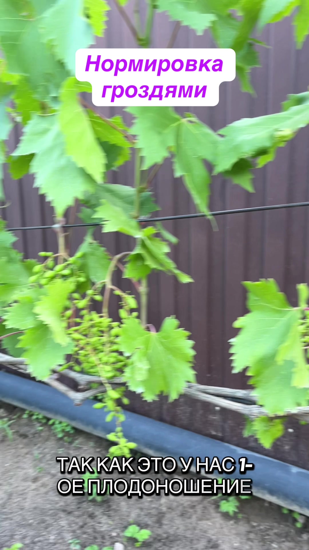 @Vinogradmozyr