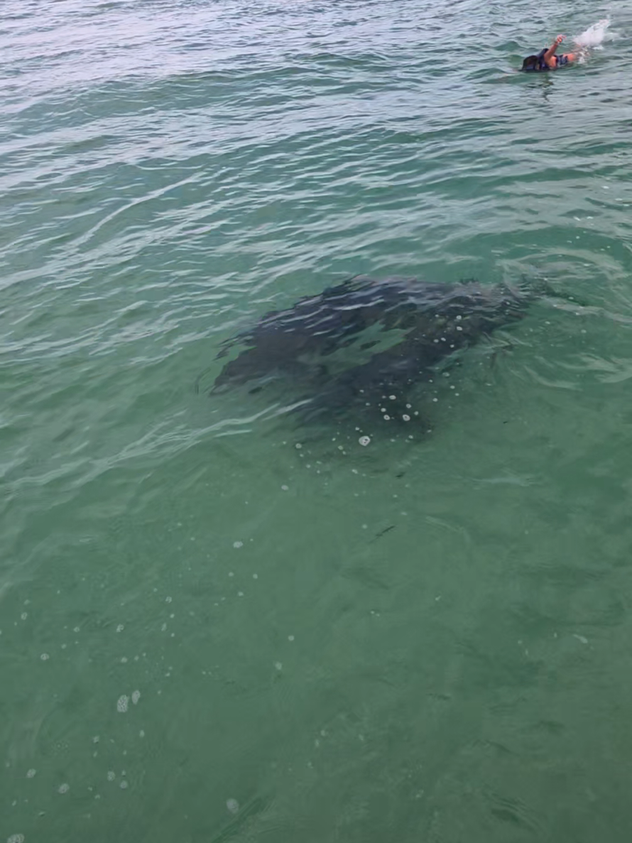 @Shell Island Dolphin Tours 🐬