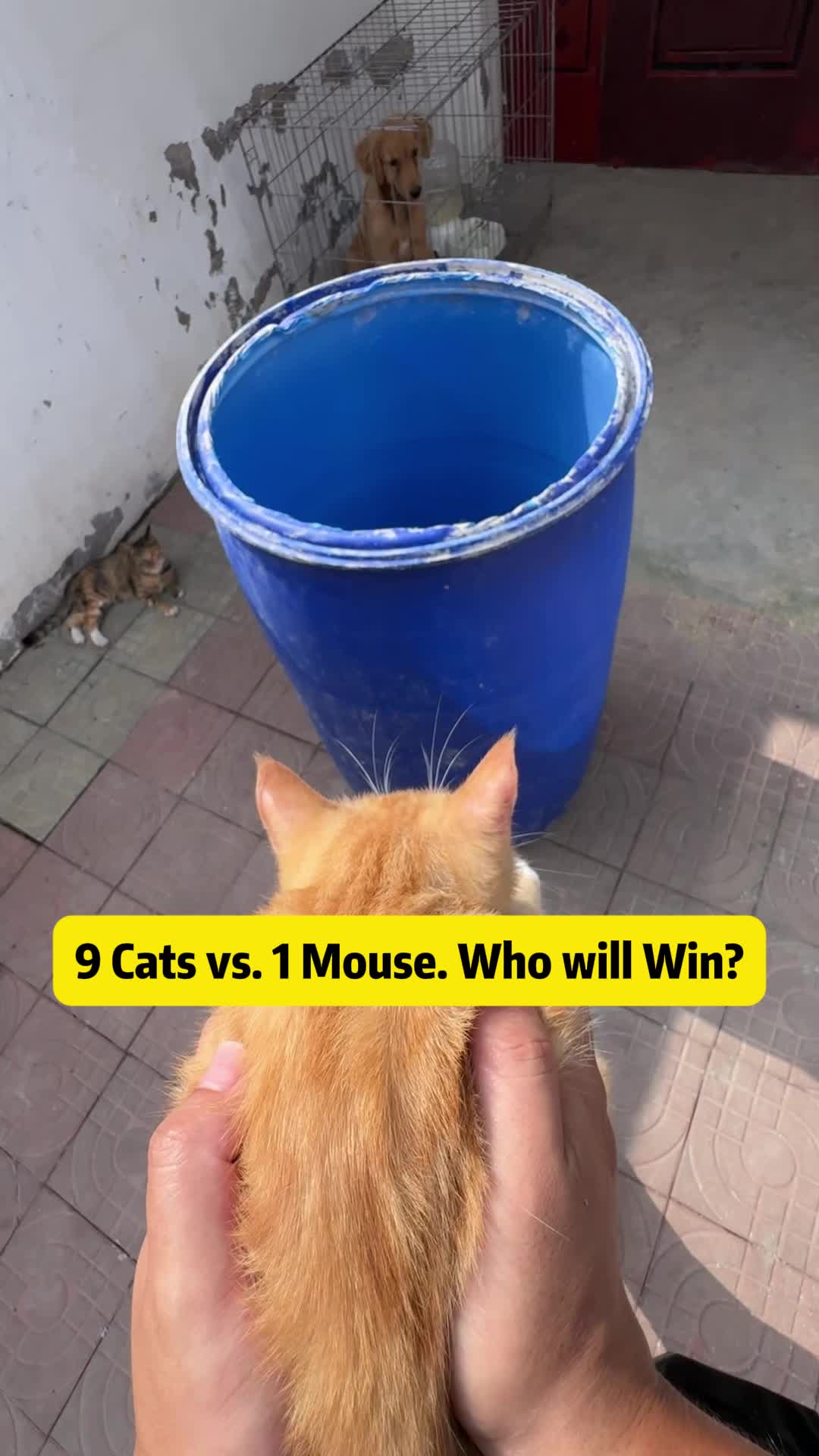 @Stray Cat Talkz