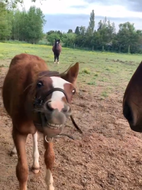 @Horses TikTok