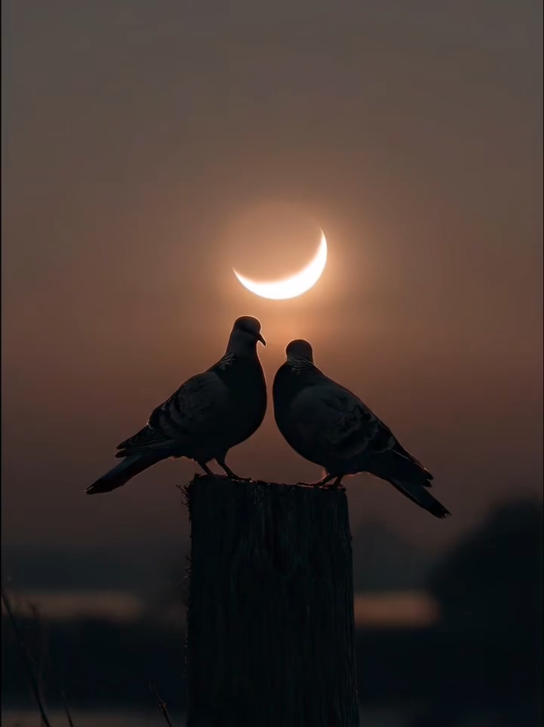 @. ηαη∂у .