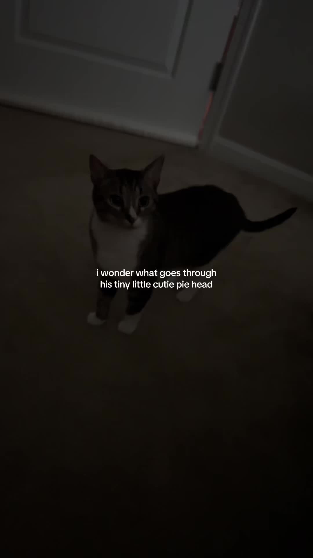 @sxycatmom