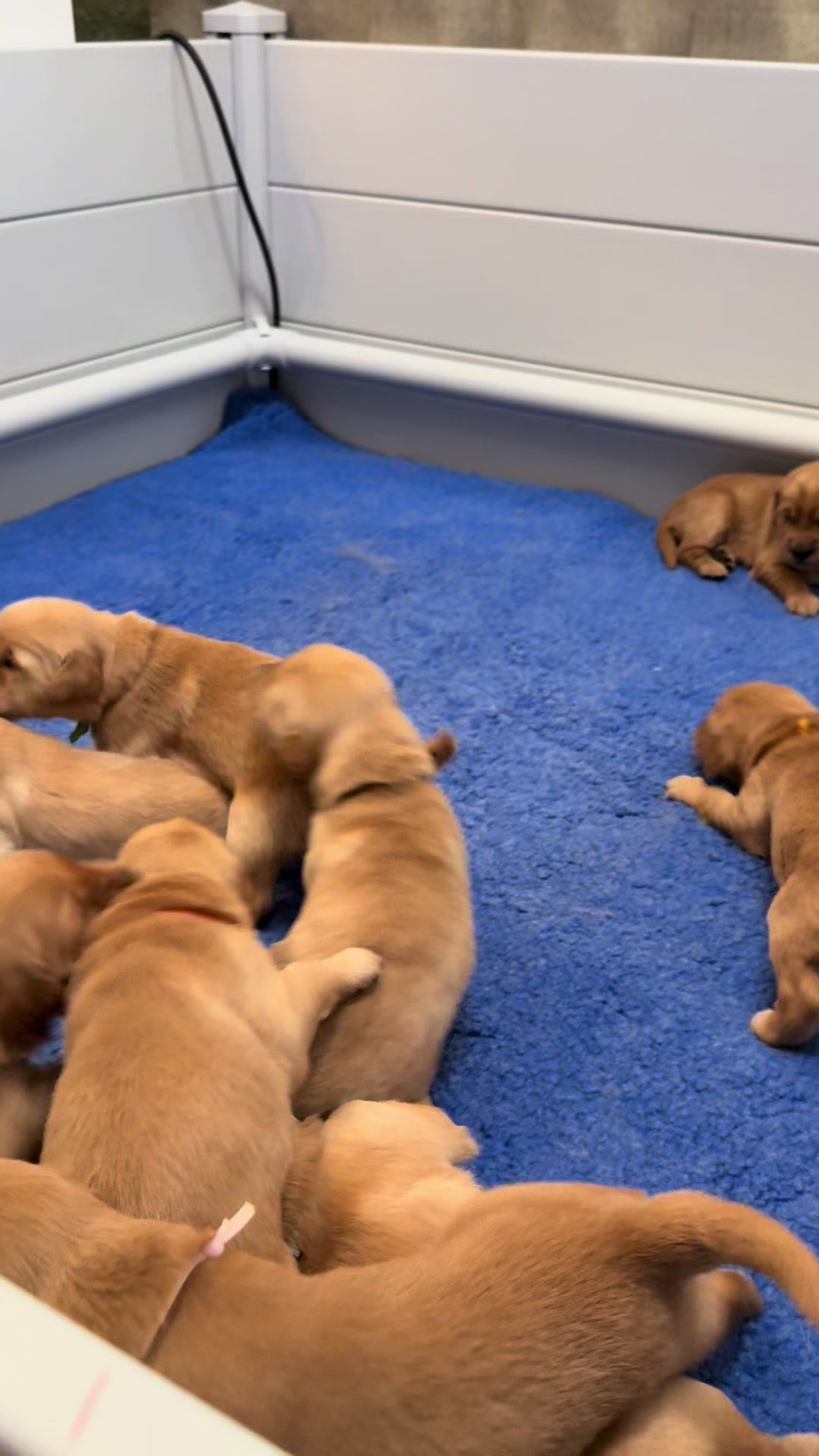 @Sages Goldens