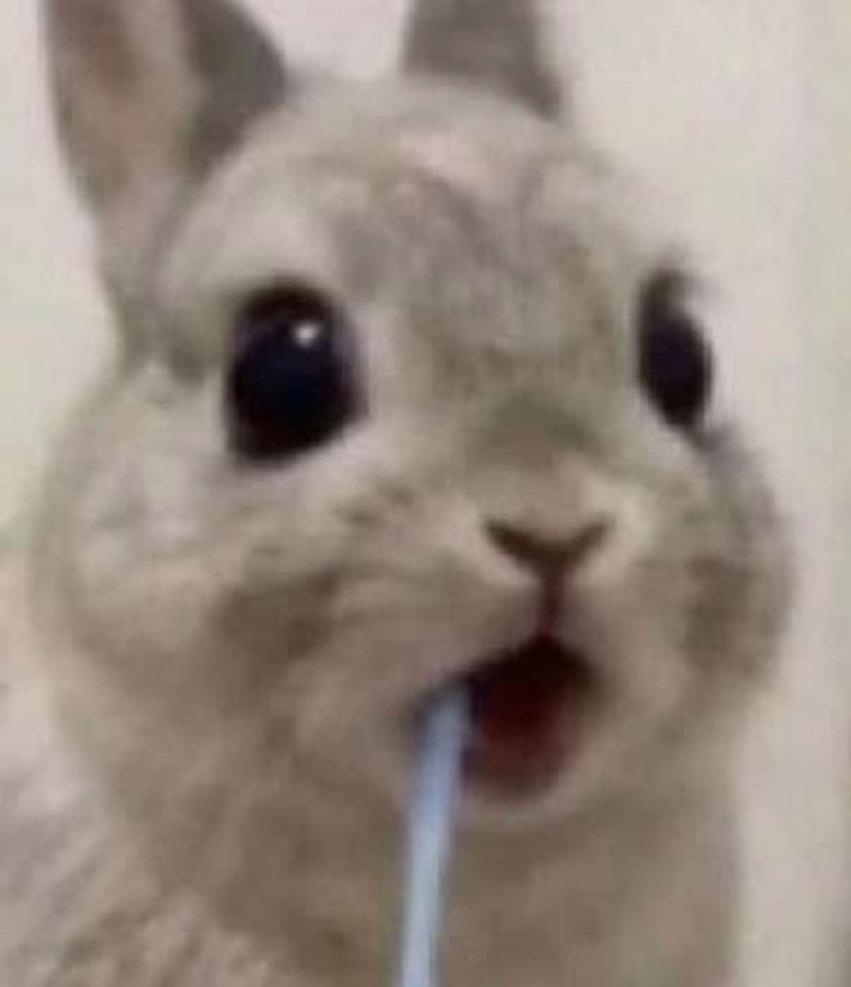 @cottagecat28