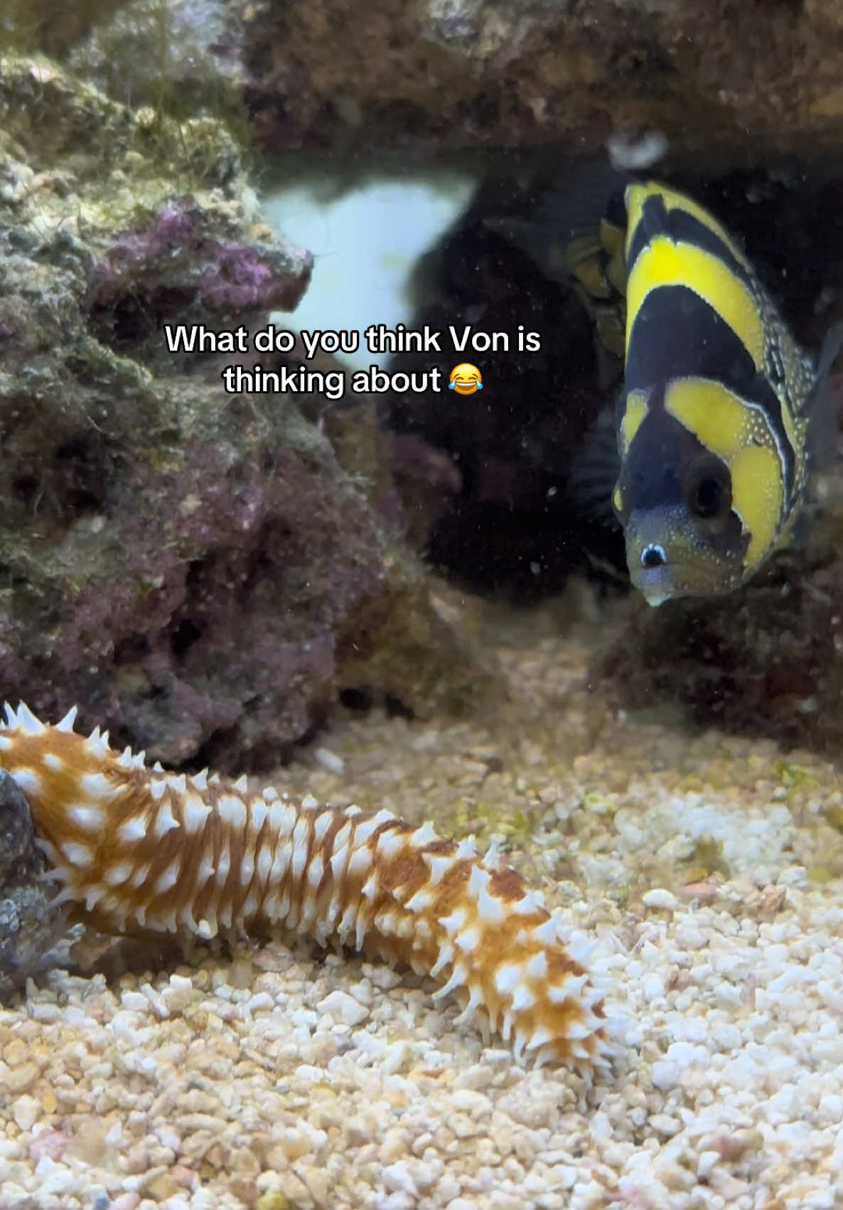 @ReefSync