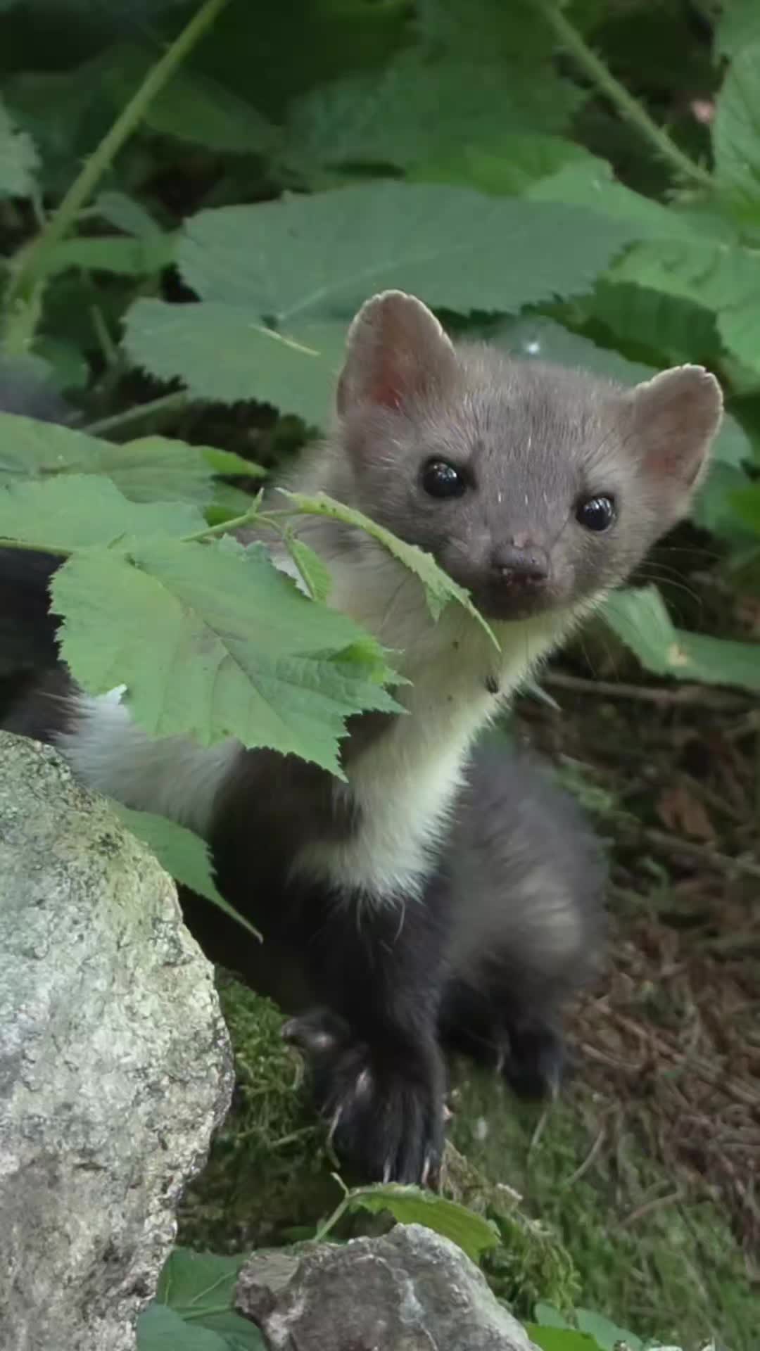 @Oldsilverfur