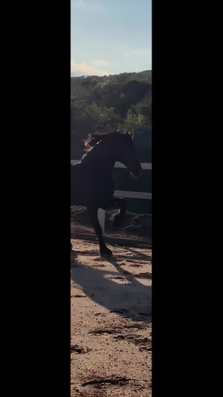 @danihorses2