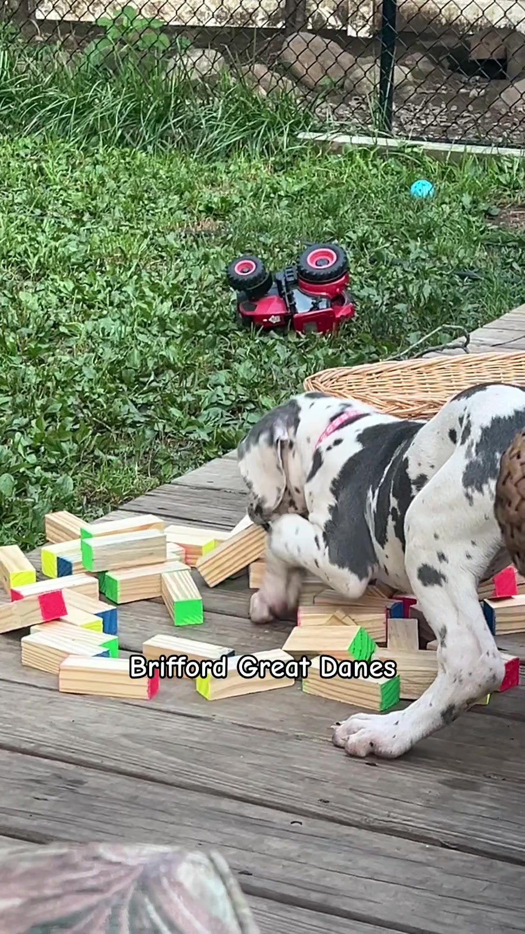 @Brifford Great Danes .com