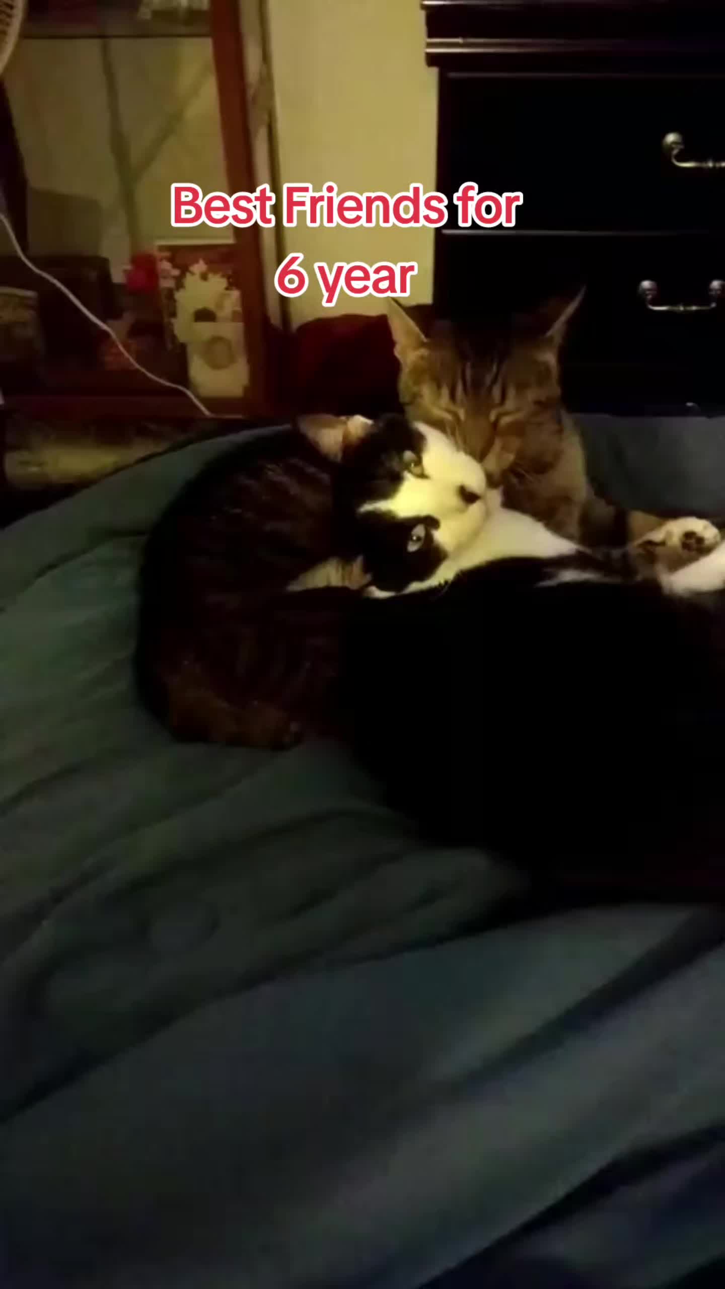 @GinnCats420