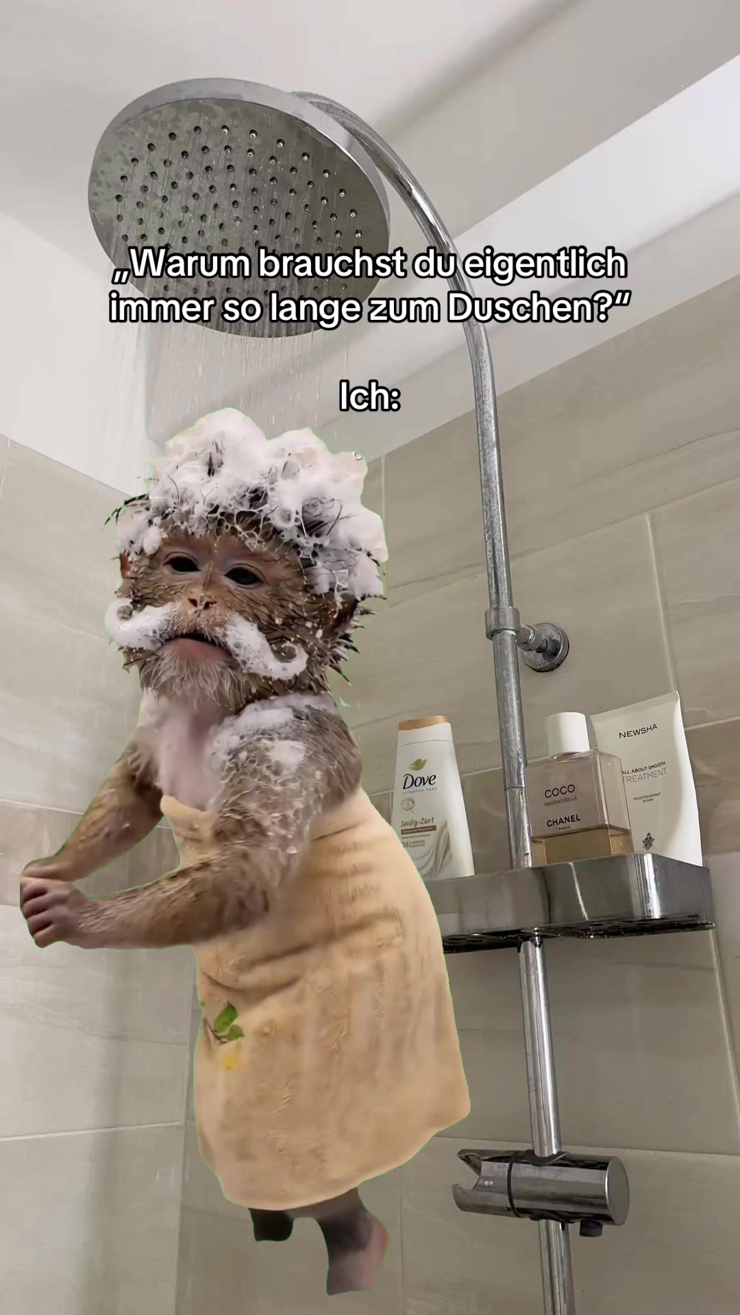 @mauskontert