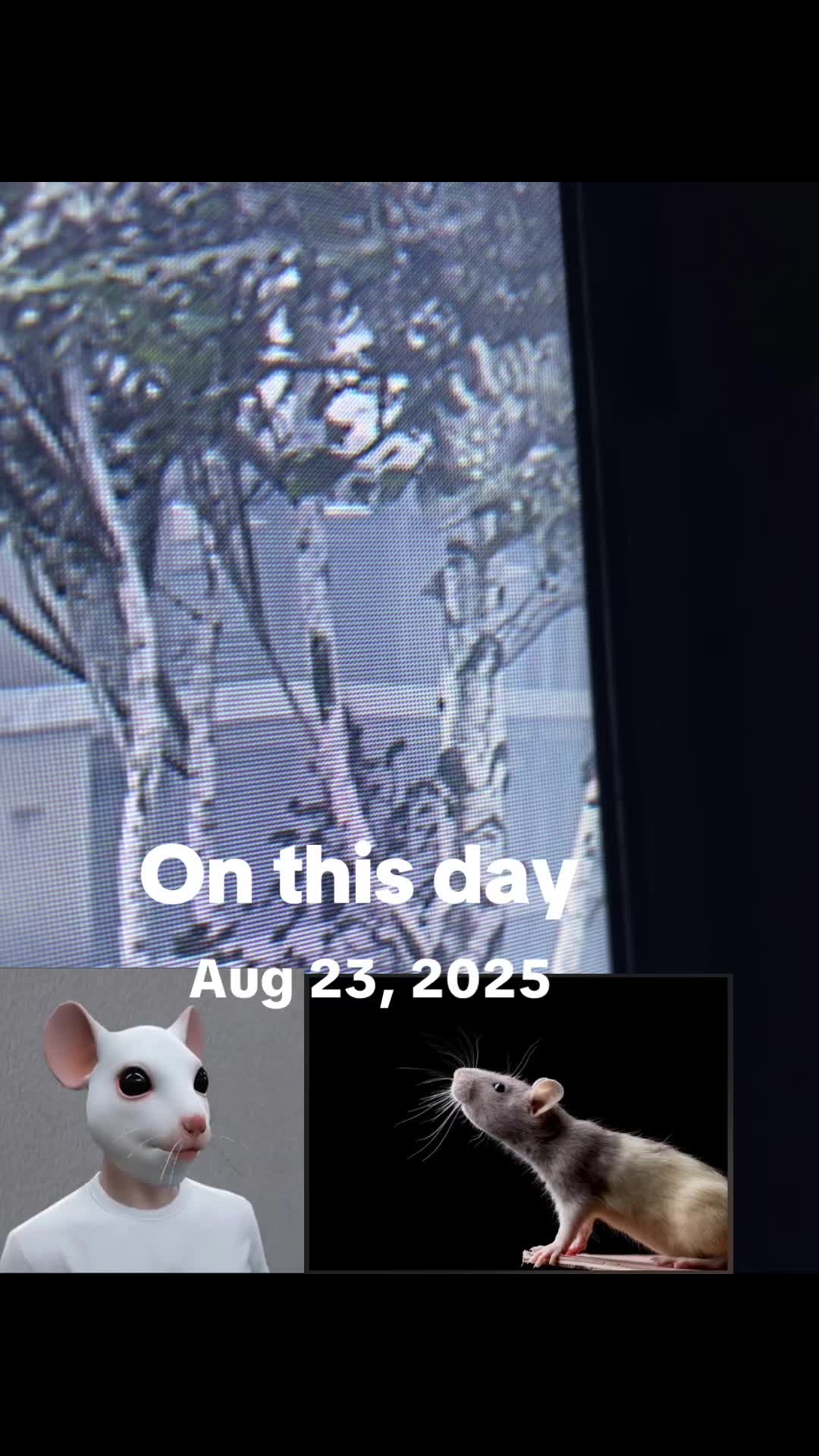@I’m mouse 🐁 🐭