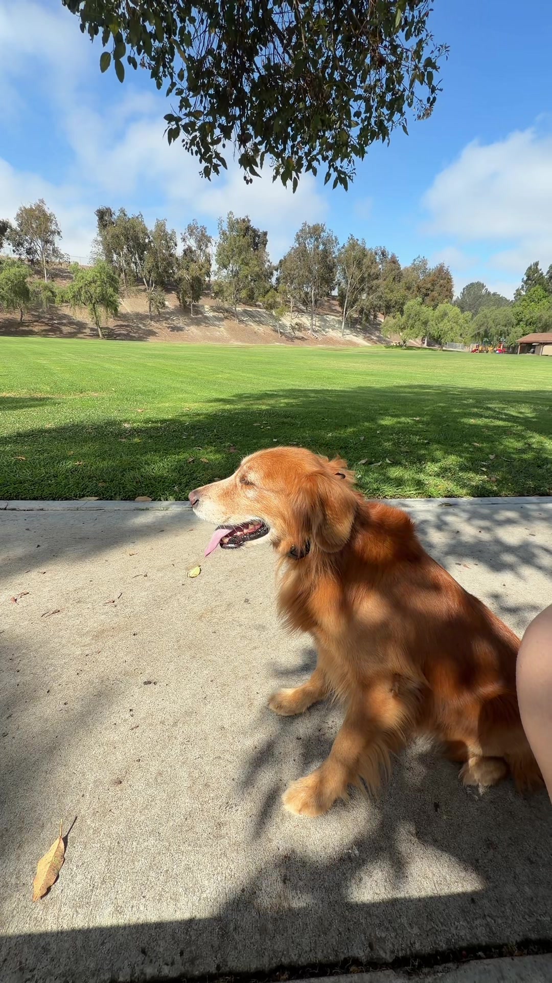 @CanineAntics