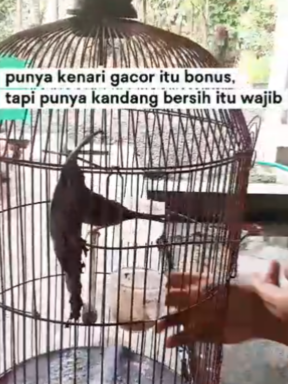 @MURAI BATU BONDOWOSO