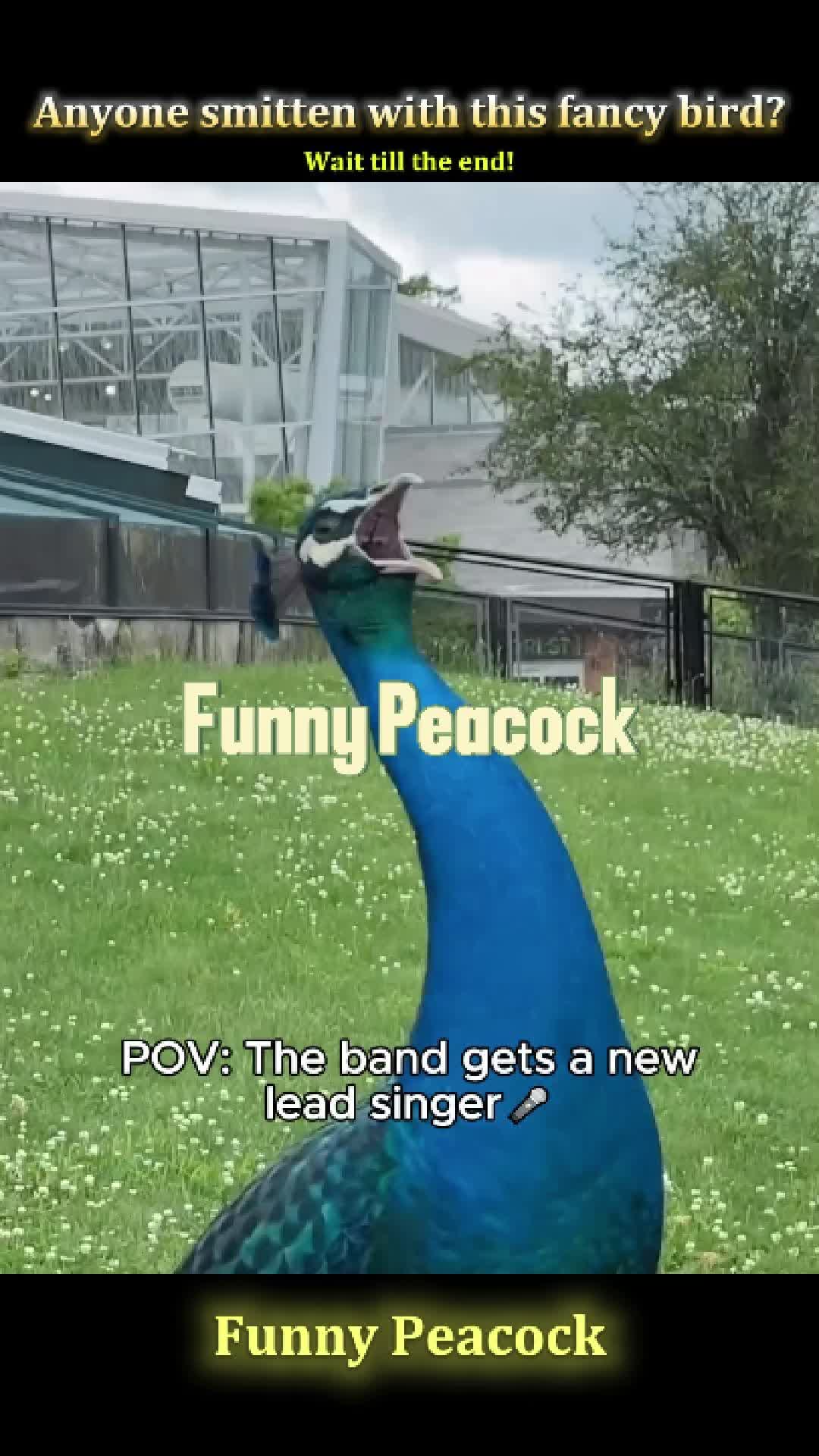@Pet.humor5.USA